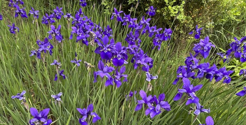 photo of a patch of bright purple flowers. they may be irises, i cannot tell