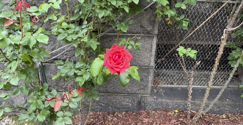 photo of a large, gorgeous hot pink rose