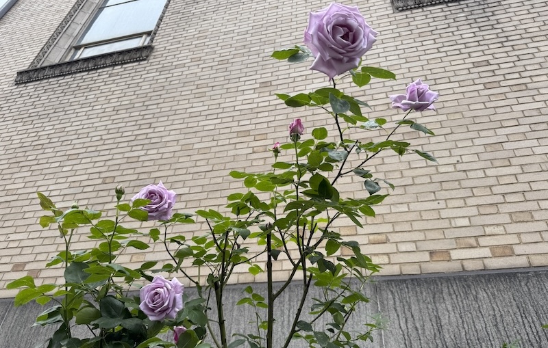 photo of a bunch of beautiful lavender roses