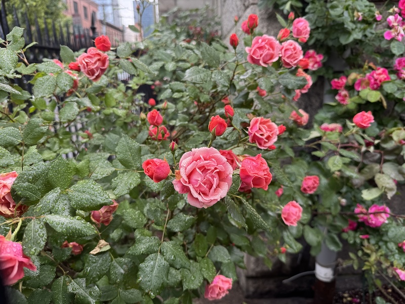 photo of of a freshly rained on pink rose bush
