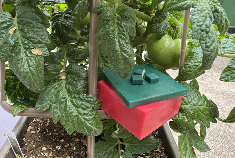 photo of my pixel inspired tomato candle sitting in my friend lisa's real tomato plant