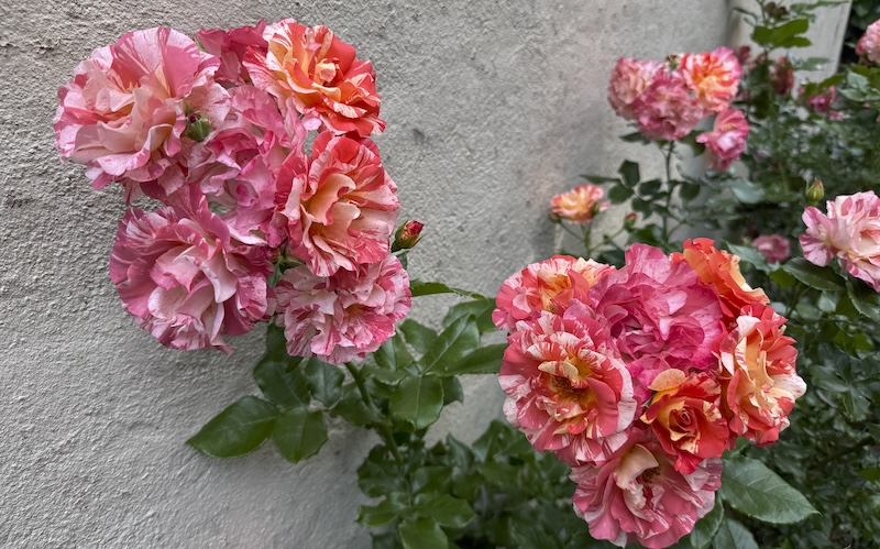 photo of roses that are a mix of pink and white and a little orange. 