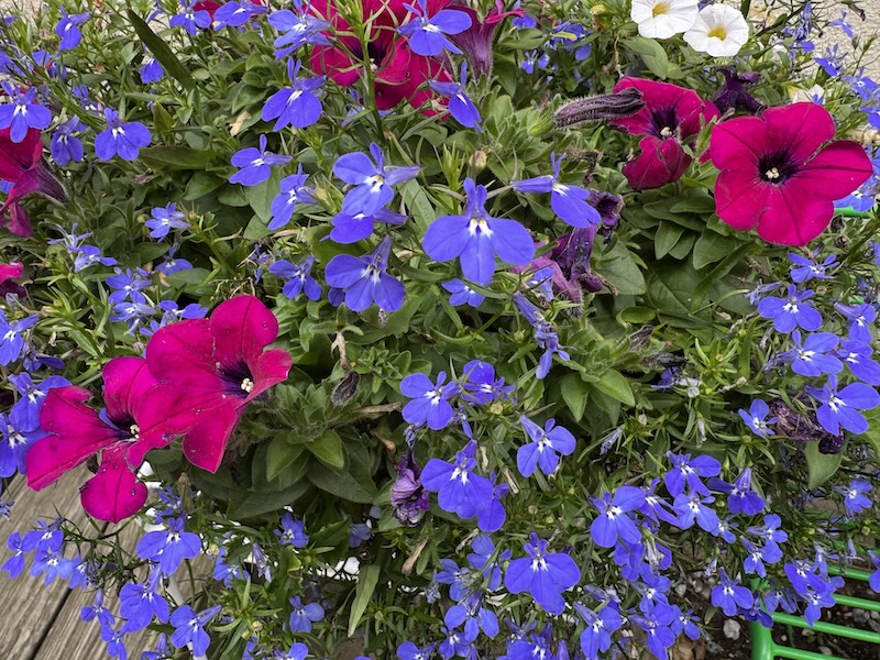 photo of a bunch of little purple flowers that i think are lobelias and a couple hot pink flowers that i think are petunias