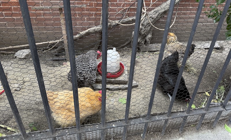 photo of some chickens on the side of a neighbor's house, behind a cast iron gate