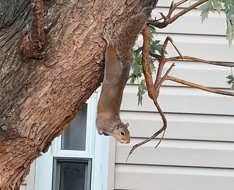 crop of a screenshot of a video someone got of a squirrel hanging from a tree off its hind legs