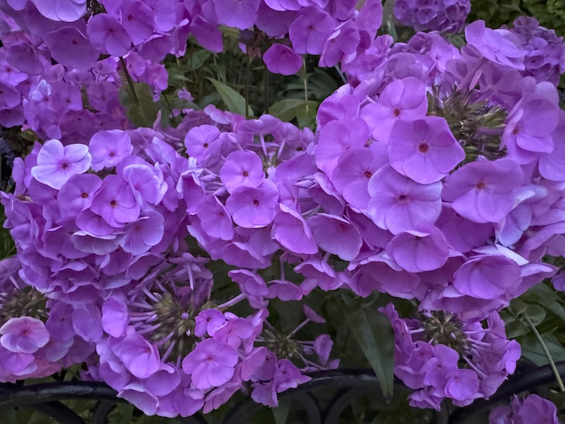 a patch of neon lavender plox flowers that live around a park gazebo