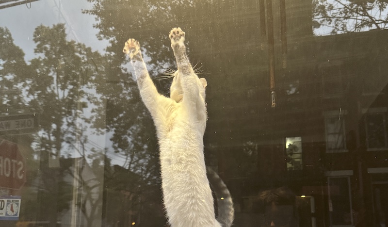 a white kitten standing up on the window of a local restaurant outside of business hours for a big stretch