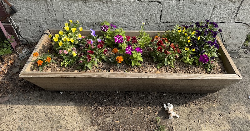 a small wooden planter box on the ground outside with colorful tiny flowers inside. outside there's a piece of litter on the ground, probably a tissue or fast food wrapper. on the left is a cardboard cup wrap with the starbucks logo on it