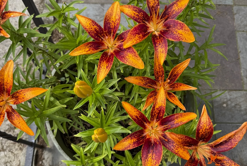 photo from above a planter of firey orange lilies