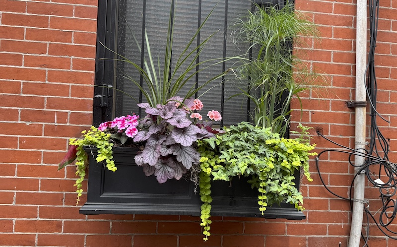 photo of a window with a flower box full of really cool and different little leaves and some pink flowers