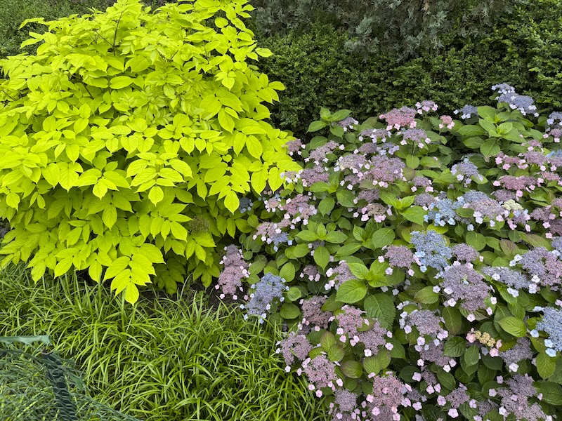 photo of some bushes and plants in the park, one bush is a more vibrant yellow green than the rest, and another has purple and blue buds - i'm assuming these are hydrangeas about to bloom?