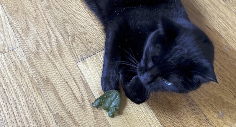 photo of my black cat pumagreg on the floor using his paws to eat a little spinach leaf