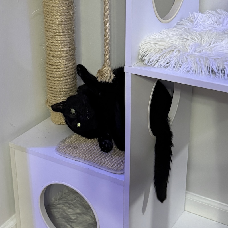 photo of pumagreg in a ball on his cat tree looking at the light behind me so his eyes are glowing. he looks like a goblin, and his tail is coming through a hole in the wall of the multi-level tree