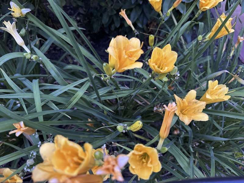 photo of yellow-orange day lillies in the grass of my park's garden