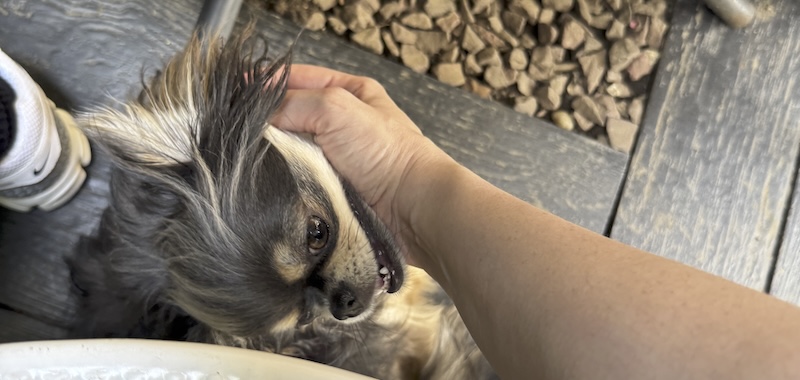 my hand petting a very cute little fluffy dog under my table in a cafe courtyard. the dog (not mine) is smiling up at me