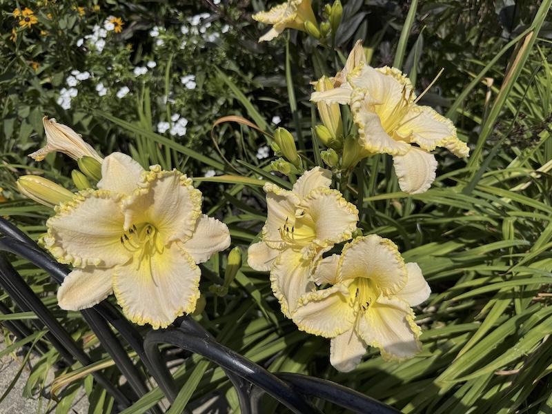 a bunch of yellow day lillies that have scrunched up edges