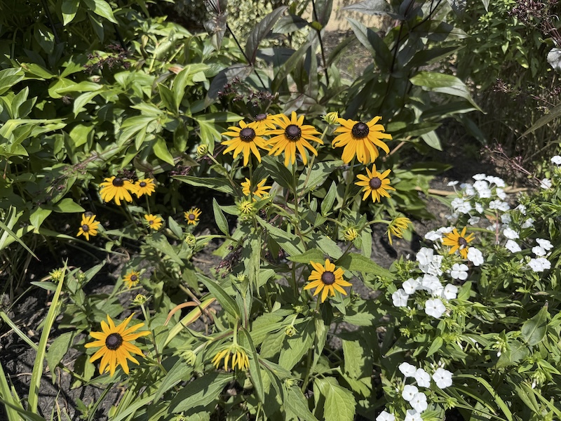 a bunch of black-eyed susans in the park