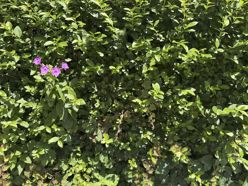 a large green shrub and there is one small cluster of what look like pink violets