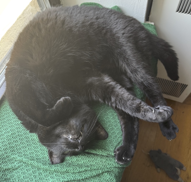 my black cat, pumagreg, rolled up on his green window blanket, chin up to the sky with teeth and toes out