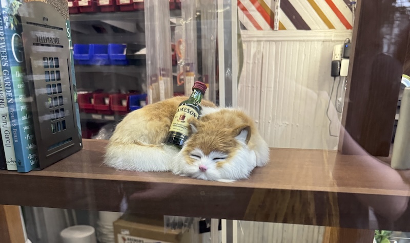 photo of a window of a liquor store. on the shelf is a realistic but fake cat sleeping and nuzzled it it is a small bottle of jameson whiskey.