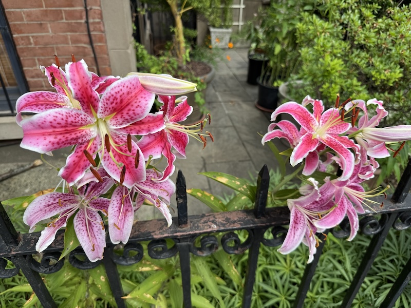 perfect, pink lillies, about 4 feet off the ground