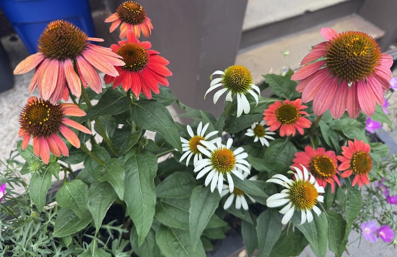 photo of a fence flower box with pink, peach, orange and white coneflowers