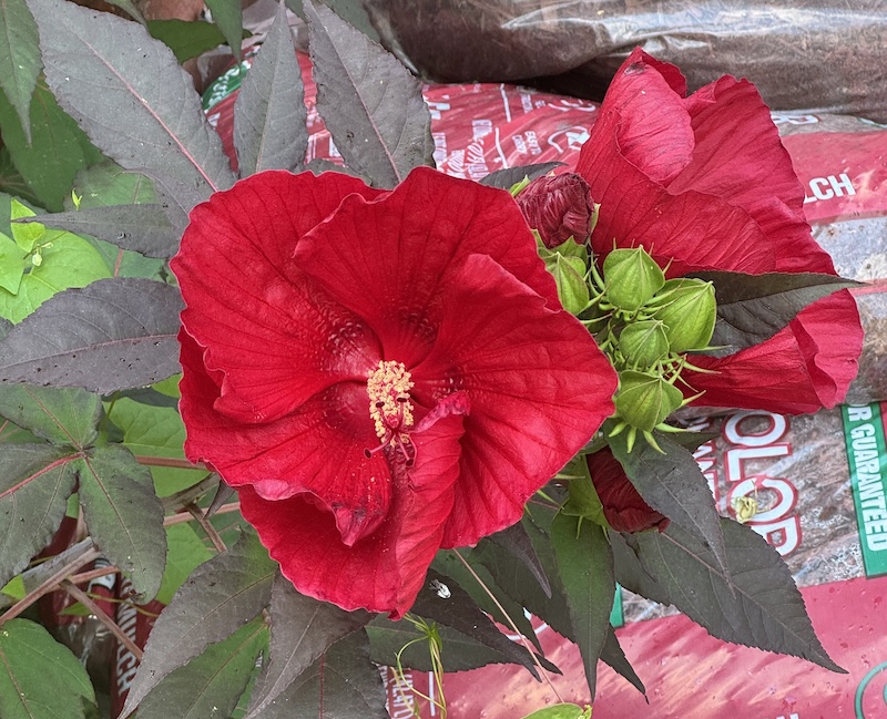 photo of large hibiscus flowers among bags of soil