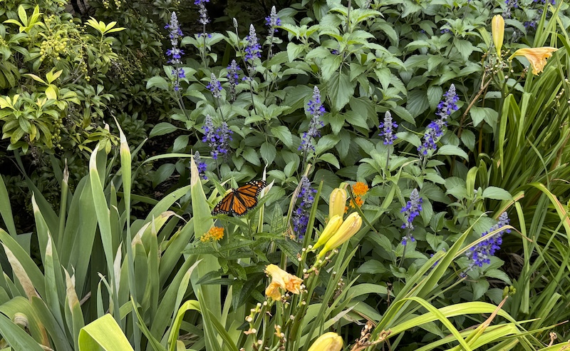photo of a monarch butterfly sitting among a variety of flowers and plants in my park