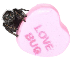 transparent png of a pink heart candy that says "love bug" and sitting on it is a fuzzy jumping spider