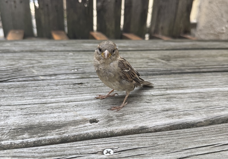 photo of a sparrow several inches away from my camera on a picnic table