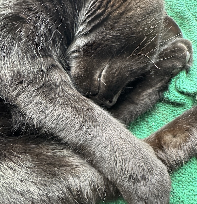 close-up photo of my black cat, pumagreg, curled up smiling on a green blanket