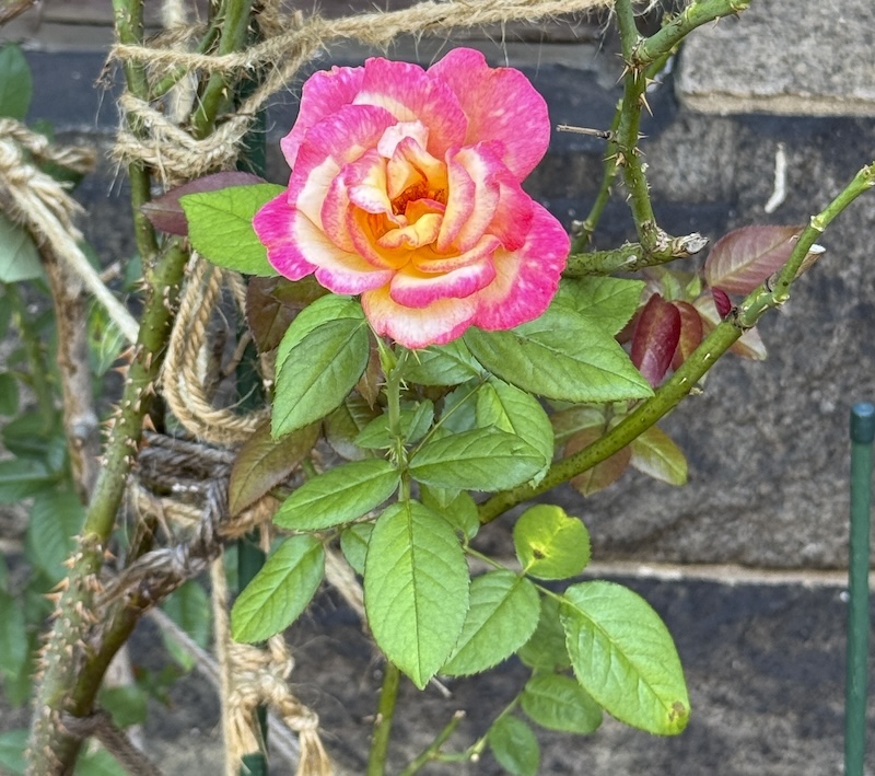 photo of a single, vibrant rose that goes from yellow out to magenta at the ends of the petals. someone set up twine to hold the plant up