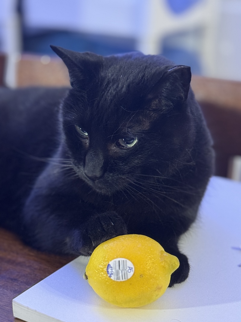 photo of my black cat Pumagreg with one of his paws on a lemon. he looks like he is concentrating on something, clearly distracting him from knocking the lemon off the pad of paper i left it resting on. we will not be zesting this one. 