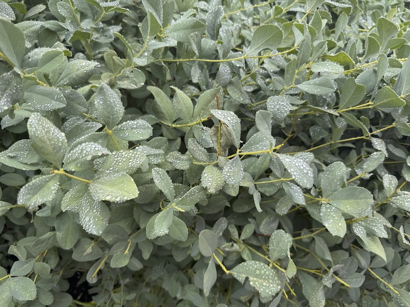 photo of a bush (plantnet says it's blue falst indigo) of green leaves covered in small drops of water from the misty rain that day
