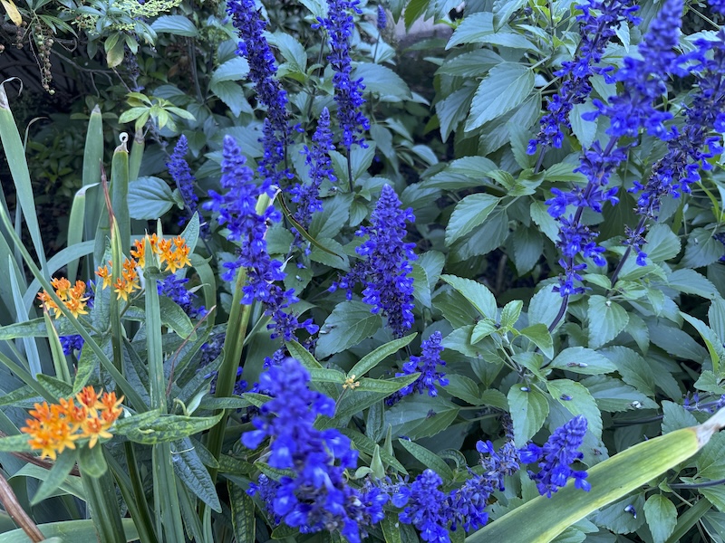 photo of bluish purple sage (according to plantnet) in my park