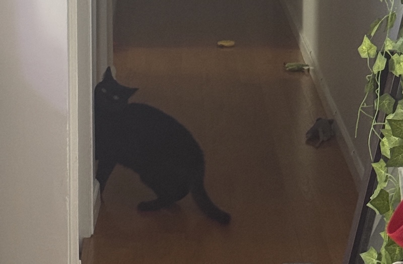 grainy photo of pumagreg getting caught sneaking into a closet he's not supposed to be going into