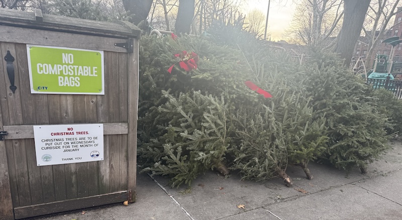 photo of a bunch of dumped christmas trees next to the compost bin that has a sign that says not to dump your christmas trees there