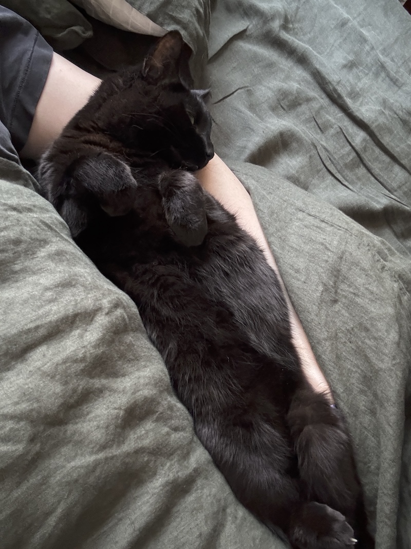 photo of my black cat pumagreg laying on my side within my arm in bed, he's very cozy and belly-up comfortable