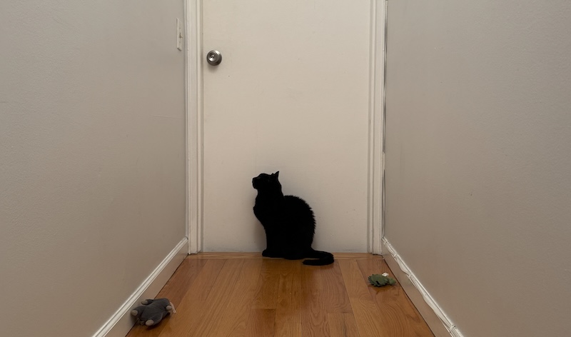 photo of pumagreg sitting at the door at the end of a long hallway