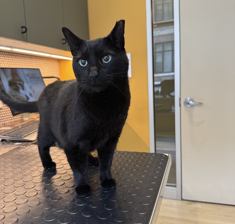 my black cat pumagreg looking cute standing on the table at a vet office