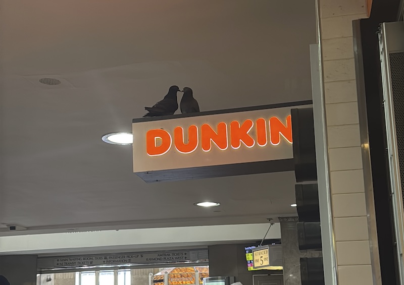 two pigeons ona dunkin sign in newark penn station and they look like they're kissing, beak to beak