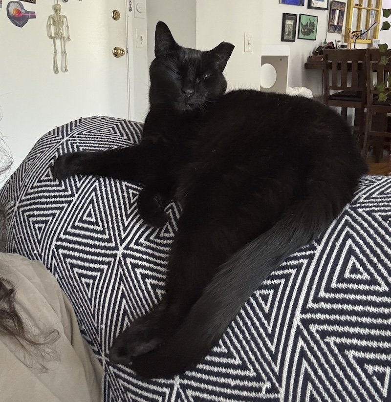 photo of my black cat pumagreg, before his surgery, sitting all cute on the couch and comfy