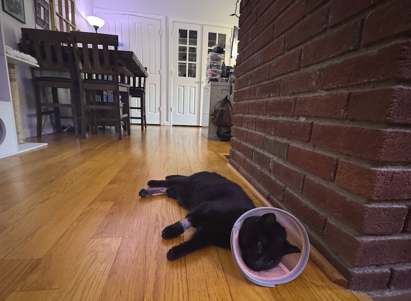 photo of pumagreg with a cone on, legs shaved, looking sad as he lays out on the floor near our dining room table post-surgery