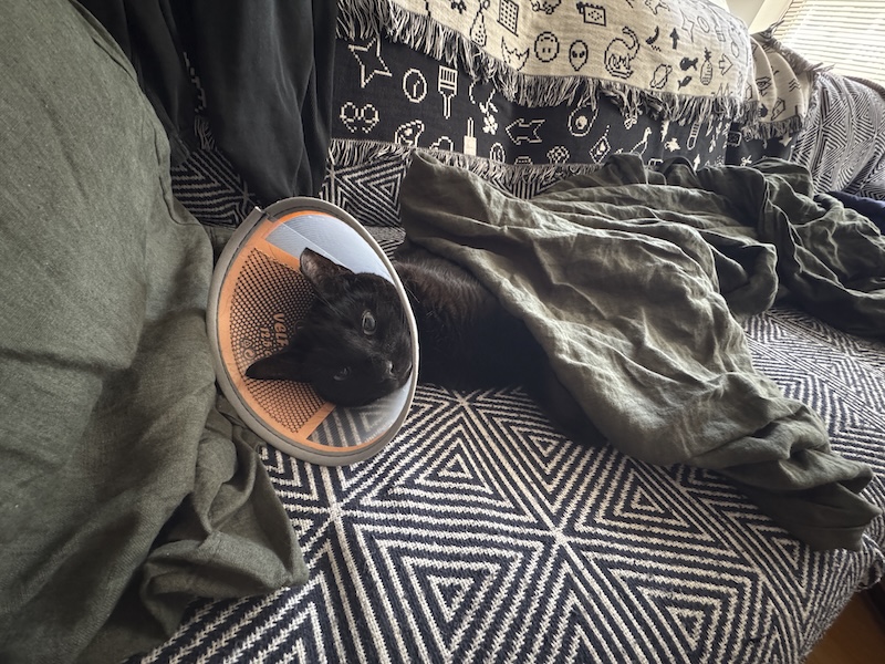 photo of my black cat pumagreg wearing a cone post-surgery and tucked into a cozy sheet on the couch