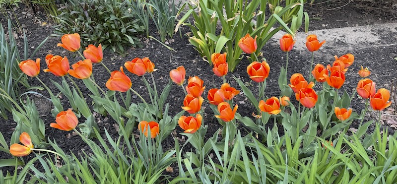 photo of a bunch of bright orange tulips among green grass in the park