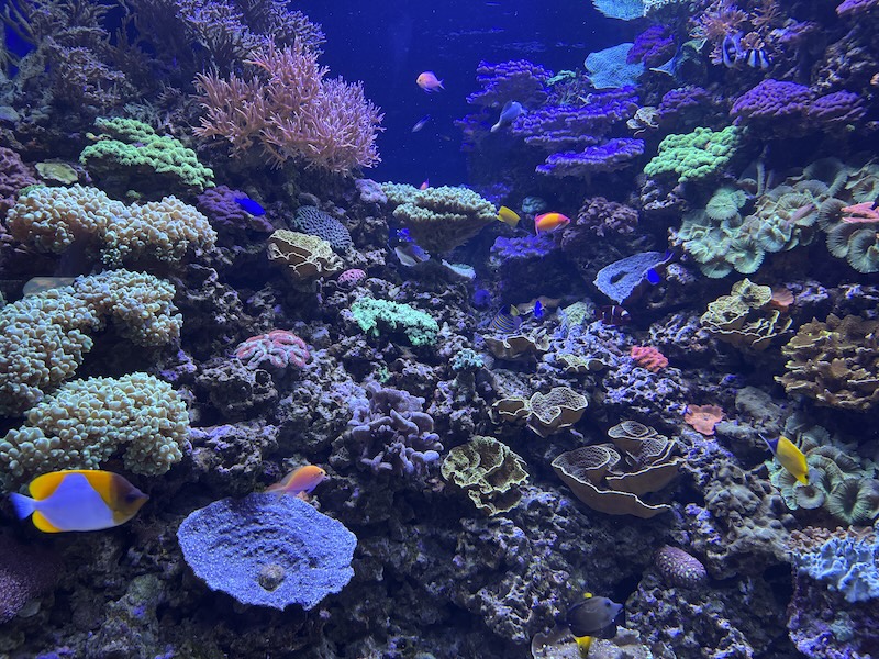 photo of a large taken in the new england aquarium of lots of common tropical fish like clownfish