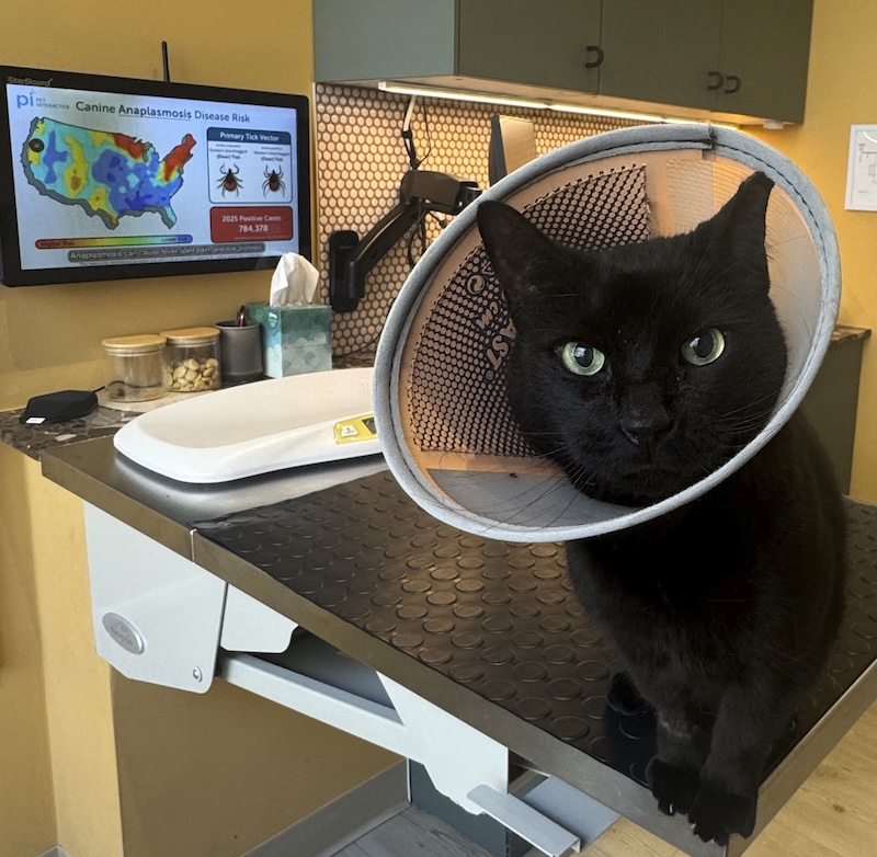 photo of my black cat pumagreg on the vet office table with a cone on his head. he's looking straight at me like he wants to know why i torture him regularly these days