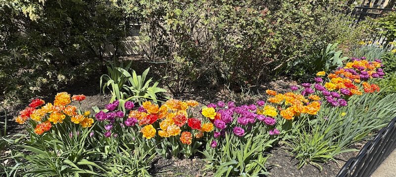 photo of a long patch of yellow, orange and purple tulips around a park gazebo during gorgeous weather