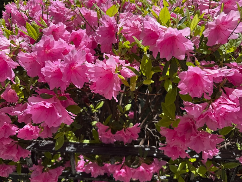 photo of pink rhododendron shrub outside a house
