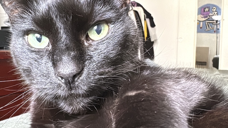 photo of my black cat pumagreg staring at me up close